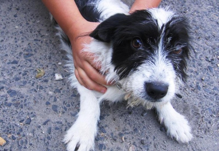 Żyje dzięki ostrożnym kierowcom