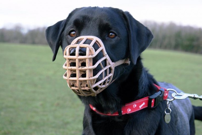 Psy w kagańce. Nie tylko agresywne