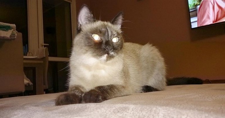 Aisha już wróciła