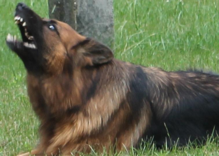 Pies zaatakował dzieci