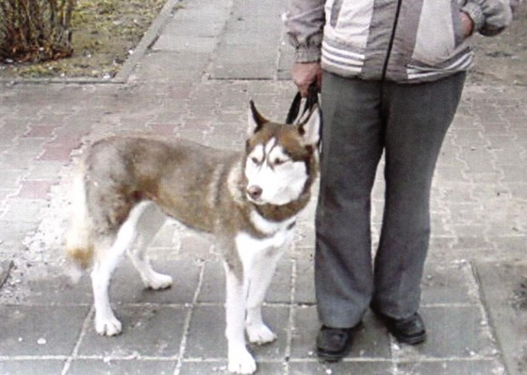 Szukają swojego Szoguna