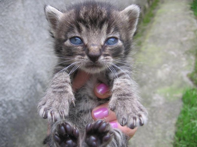 Cztery słodziaki czekają
