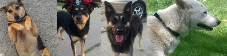 Czy ktoś je zechce?