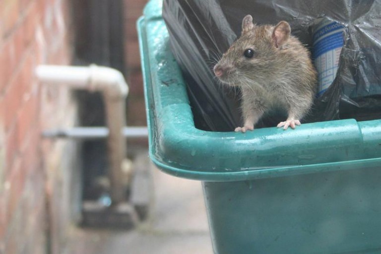 Wytrują szczury