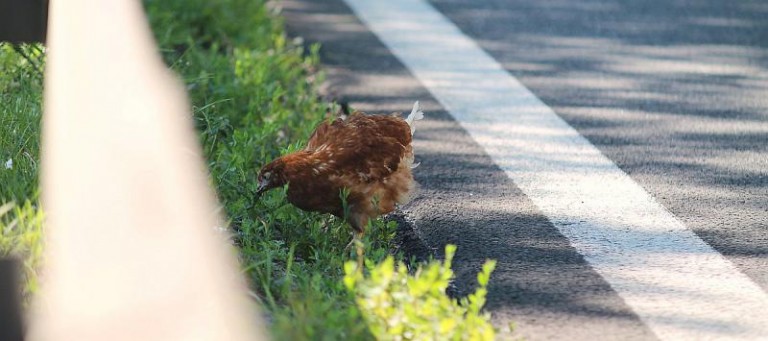 Na krajowej trójce zamieszkała… kura