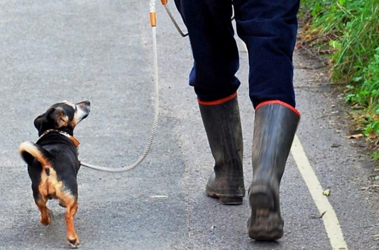 Biją zwierzęta, czują się bezkarni
