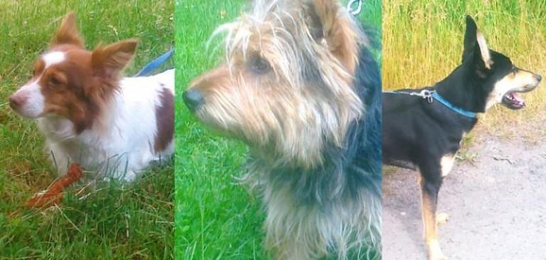 Porzucone szukają domu