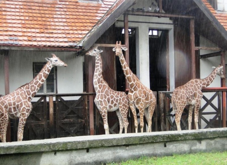 ZOO najlepsze na niepogodę (FOTO)