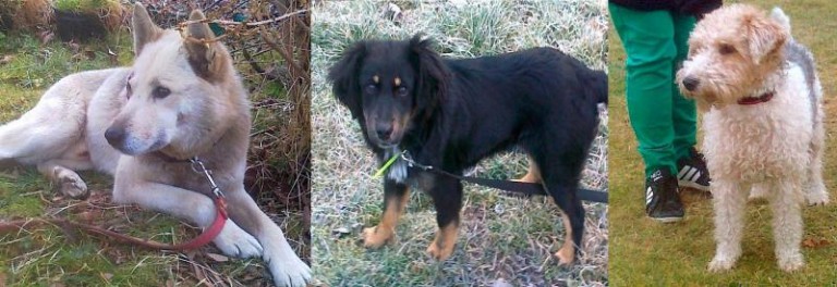 Dwa nieszczęścia i foksterier