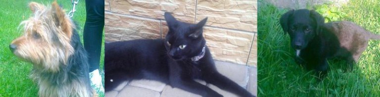 Zwierzaki do adopcji