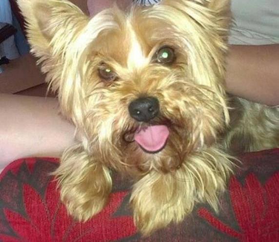 Na Polnym zaginął york