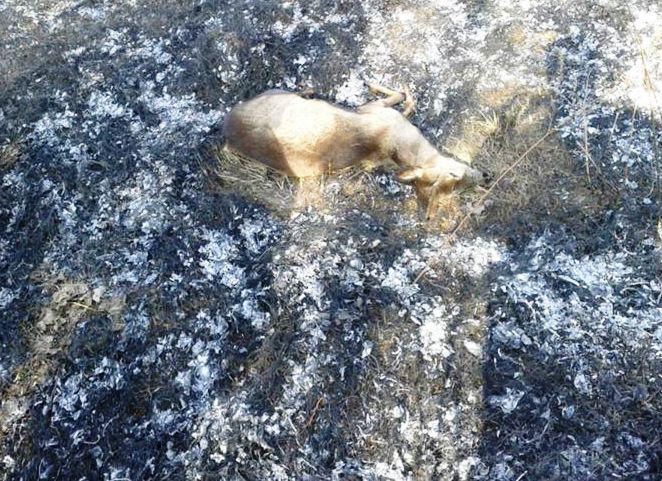 Spalili trawę razem z sarną