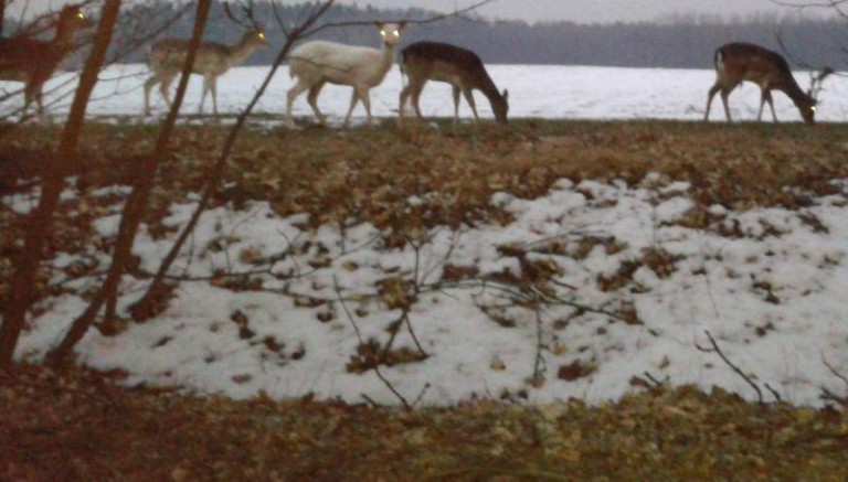 Zwierzęta dają radę