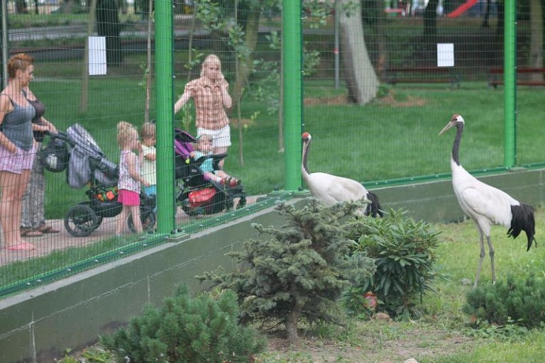 Park czynny krócej. Ptaki potrzebują spokoju