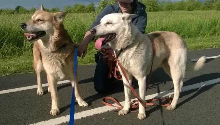 Czworonogi w potrzebie