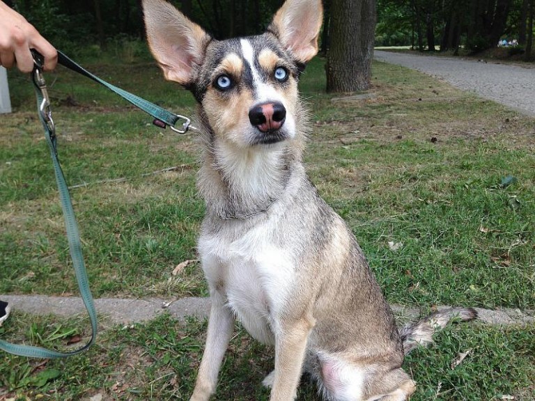 Pilnie potrzebuje nowego domu