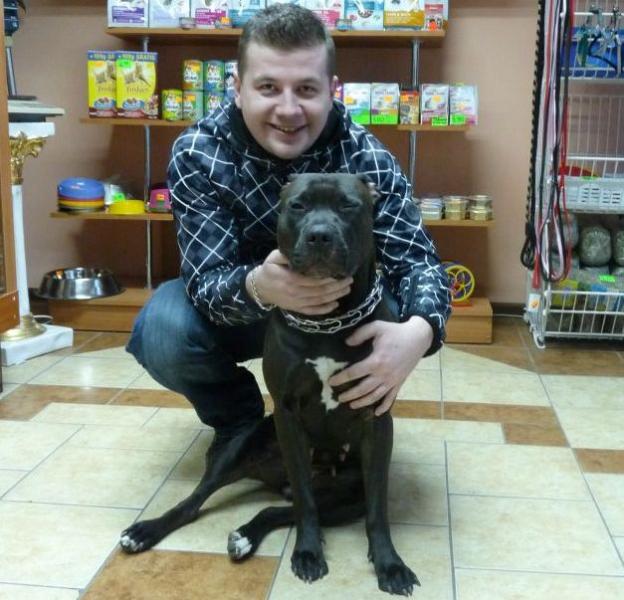 Zagubiony amstaff czeka na właściciela