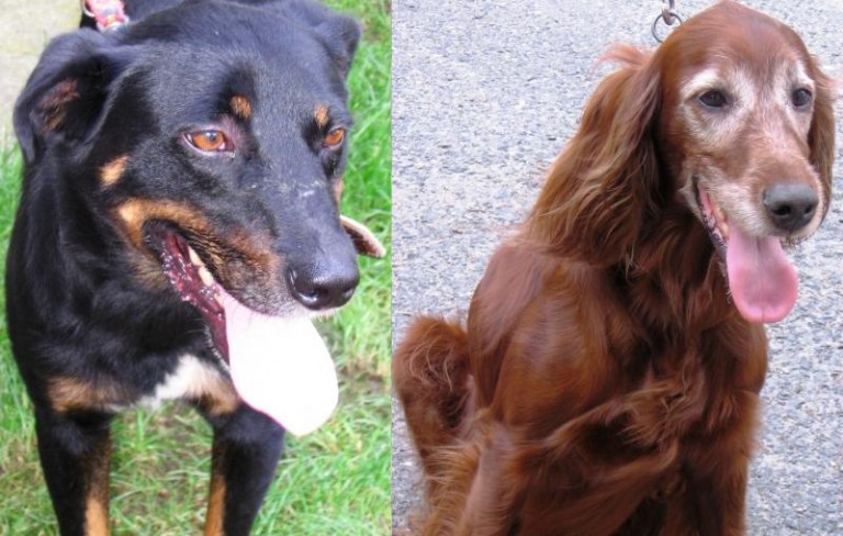 Są sympatyczne i spragnione miłości