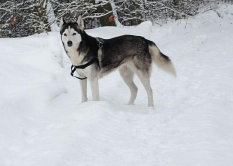 Z Lubiąża trafiła aż do Lubina