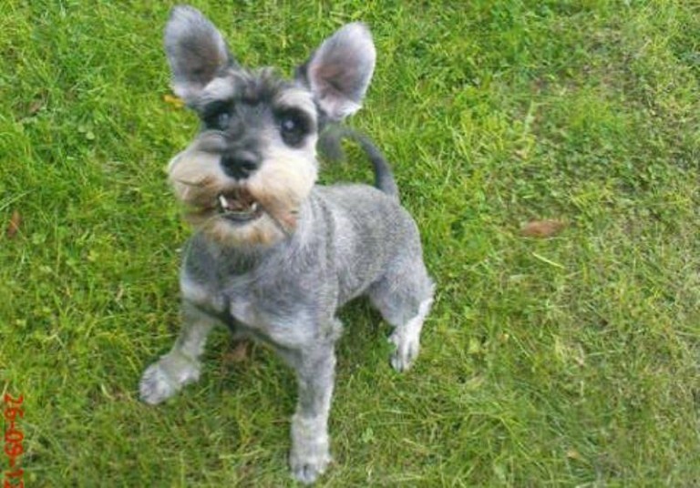 Iki wrócił do domu