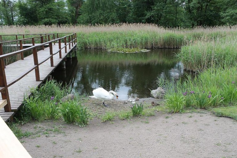 Podrzucają do parku jak do schroniska