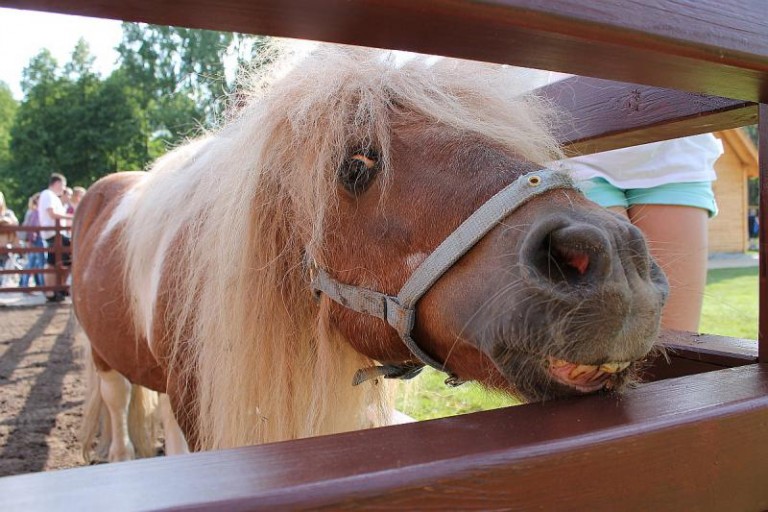 Czterodniowa zabawa w parku