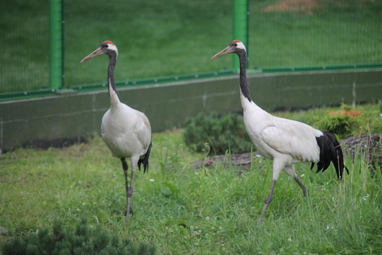 Nowi, cenni mieszkańcy parku Wrocławskiego