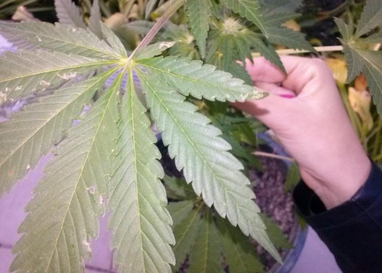 Dwie zakazane donice w aucie