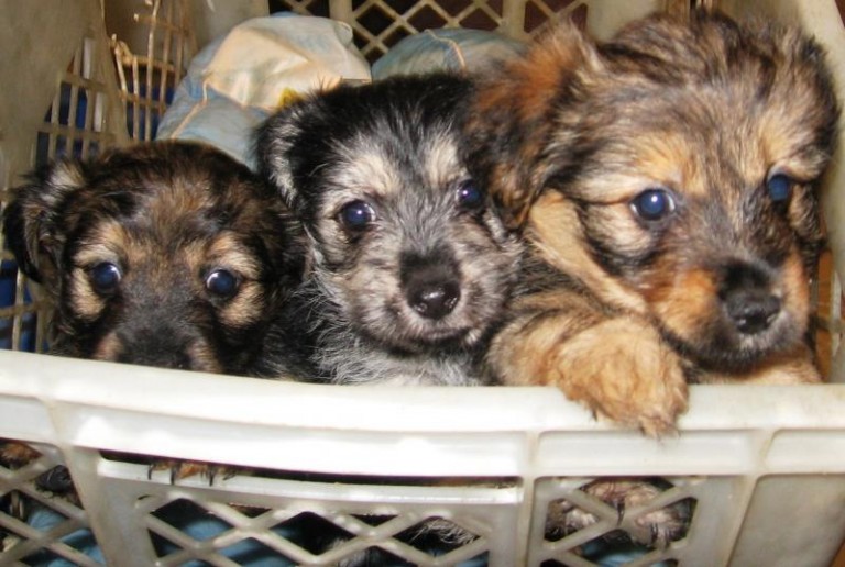 Następny zwyrodnialec bez serca