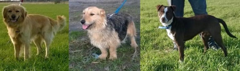 Dwa mieszańce i amstaff