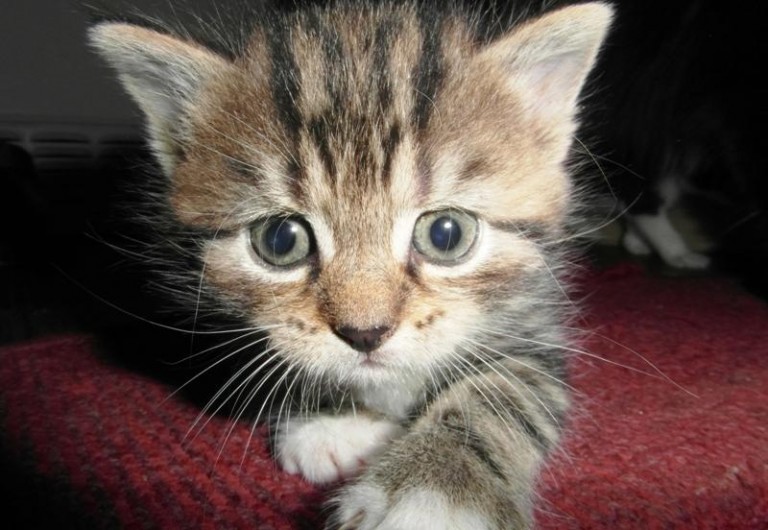 Koty podzieliły mieszkańców