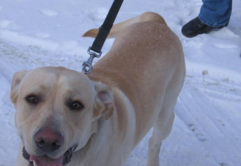 Labrador i mieszaniec czekają na dom