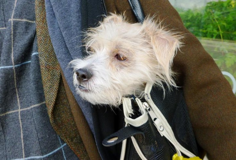 Ze zwierzakiem nie wejdziesz. Nawet w torebce