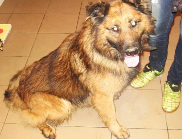 Bał się petard i uciekł