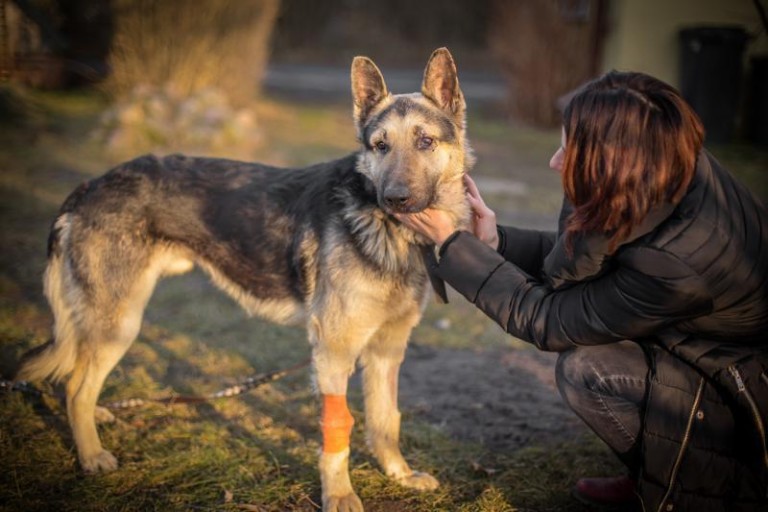 Skazany, bo chciał zabić psa