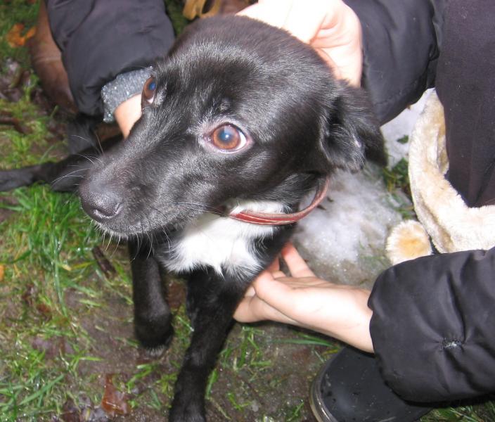 Błąkała się po Spacerowej