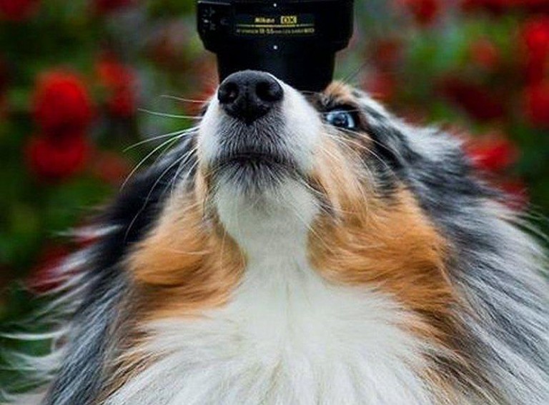 Rozszczekana impreza