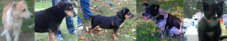 Czy skończą w schronisku?