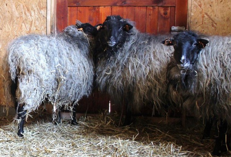 Potrzebują strzyżenia