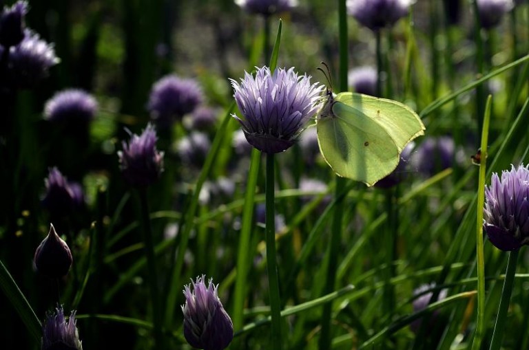 Uczniowie fotografują naturę