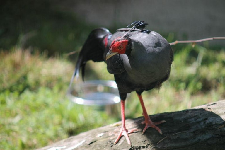Do parku przyjechały ptaki