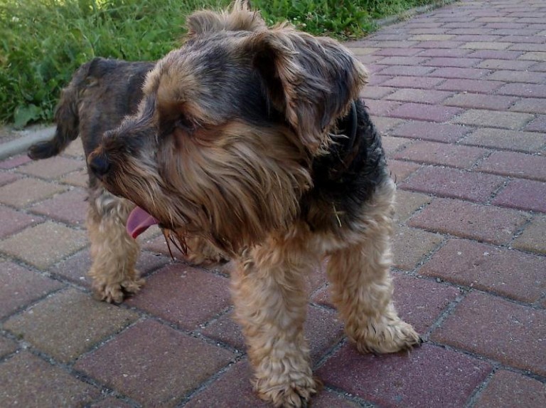 Błąkał się w upale