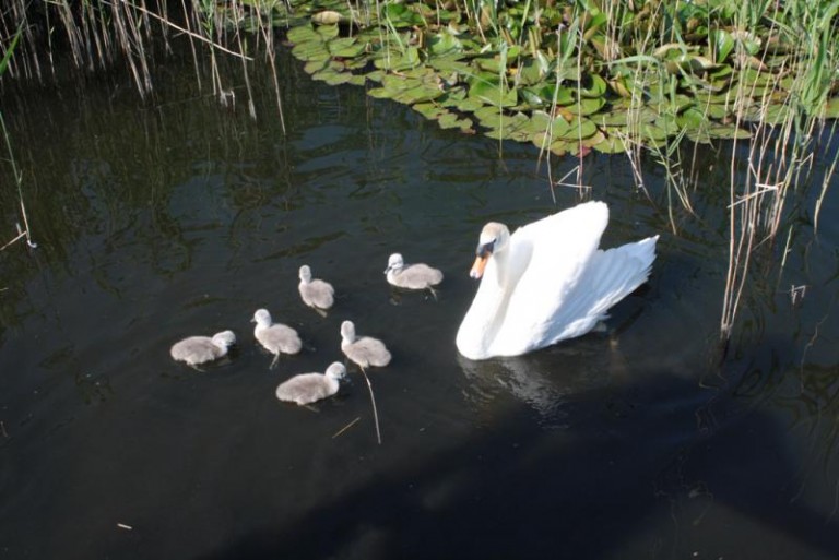 Dla selfie w parku zrobią wszystko