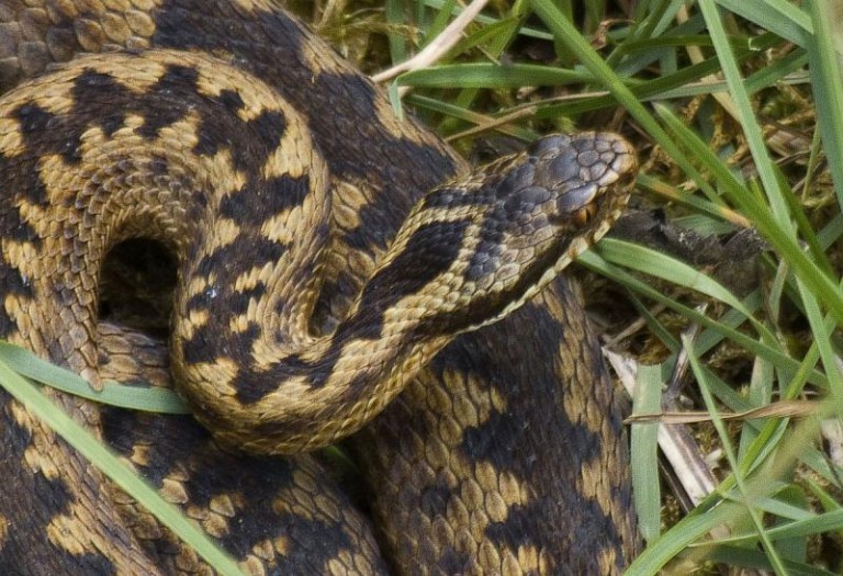 Pojawiły się jadowite węże