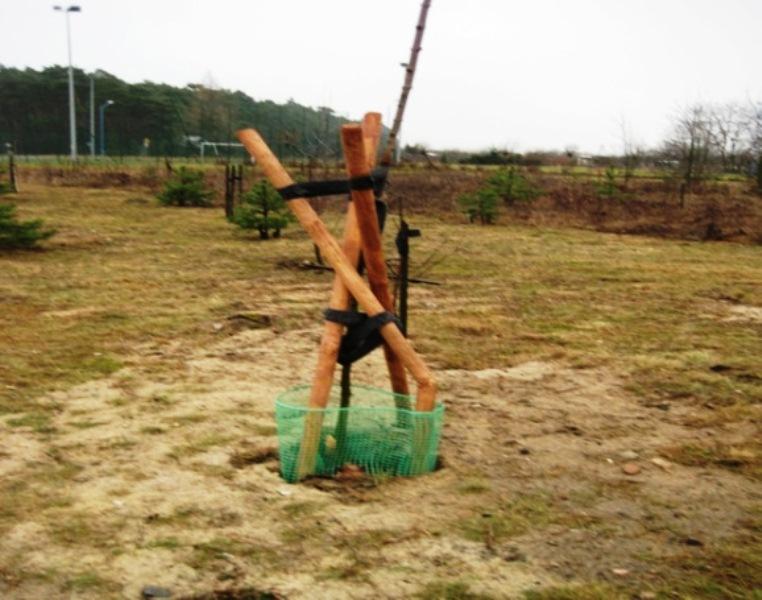 Zniszczyli osłony drzewek