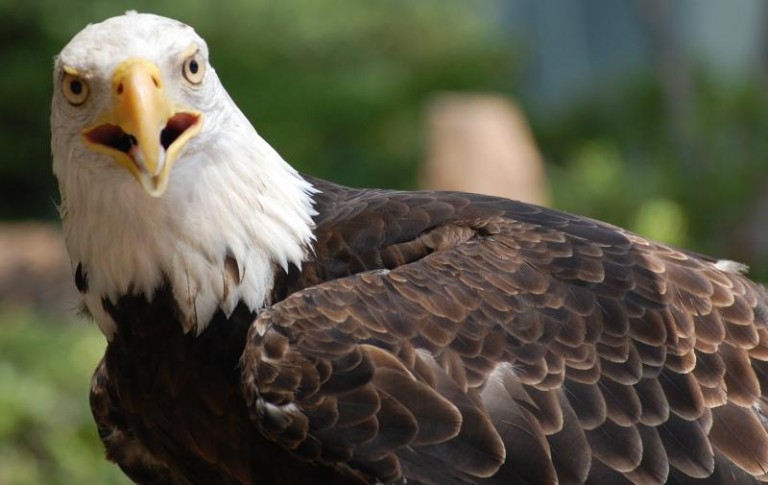 Wrocławskie zoo w lubińskim parku