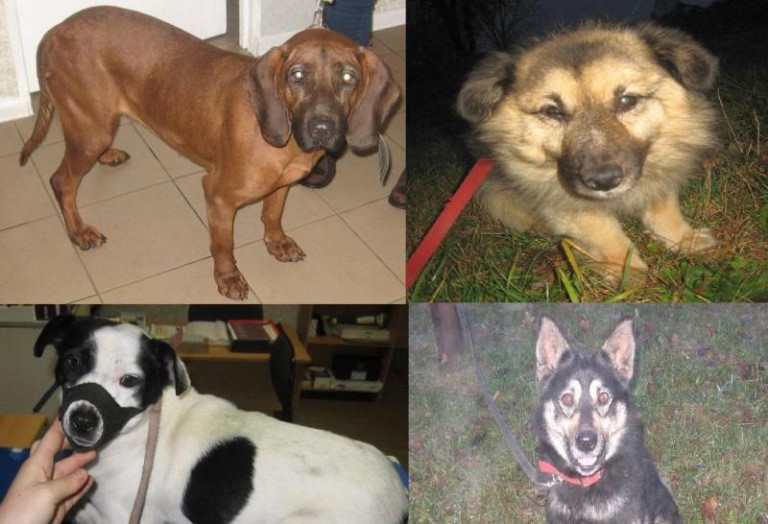 Cztery nieszczęścia