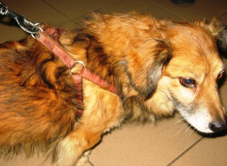 Jeden szuka domu, drugi się zgubił