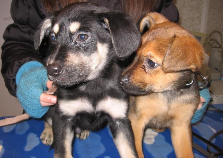 Wielkanocne podrzutki