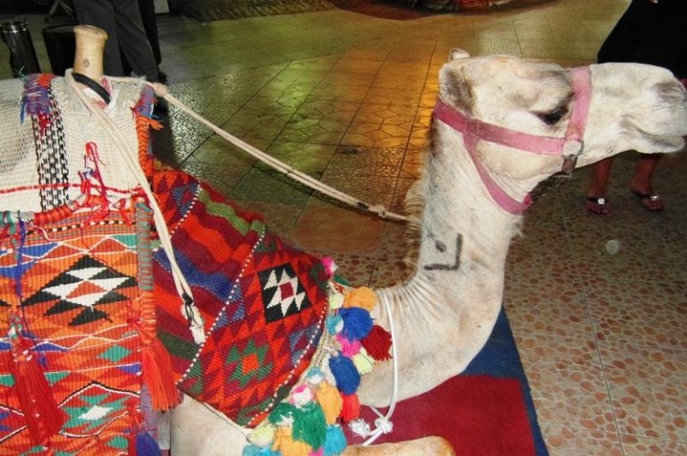 Wielbłąd Janek, konie i królowie